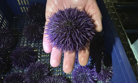 A purple urchin at Bodega Marine Lab, which is running a pilot project to remove purple urchins from the ocean floor, restore them to health, then sell them as premium seafood.