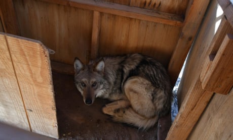 The female Mexican gray wolf F2754 is seen in a capture box at a wolf management facility at the Sevilleta national wildlife refuge in New Mexico.