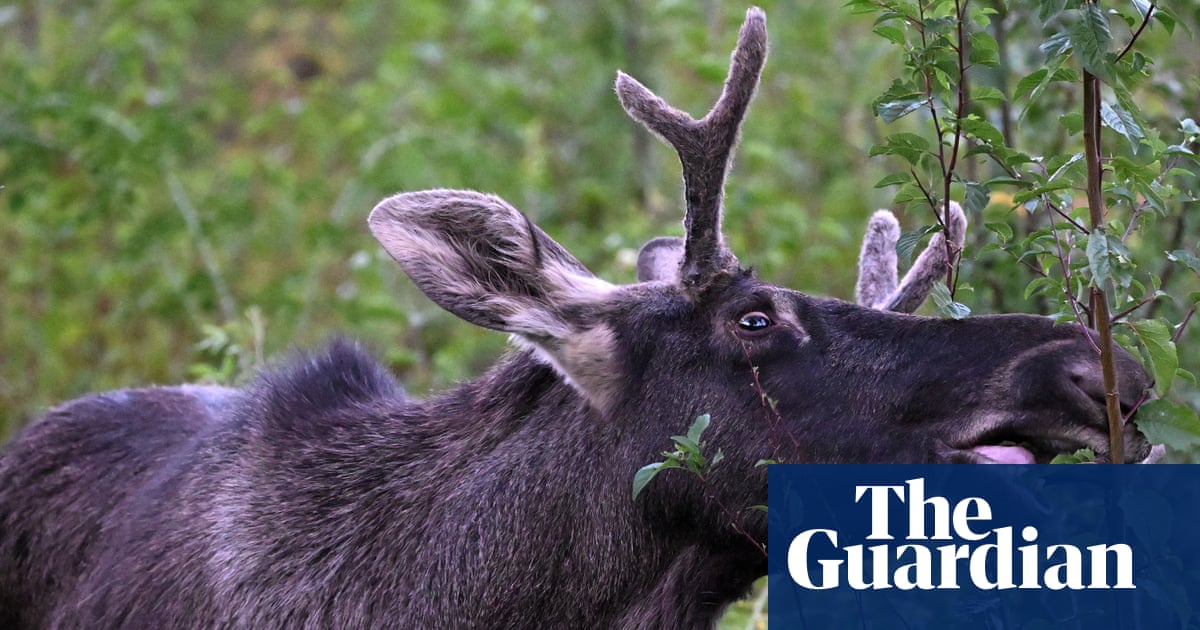 Austrian authorities capture chaos-causing ‘problem moose’