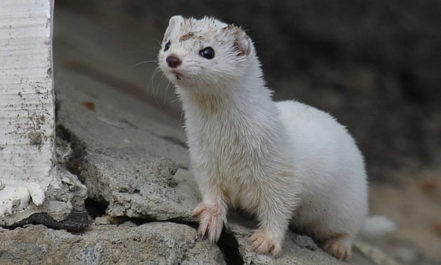 Wildlife in Chernobyl exclusion zone : Weasel