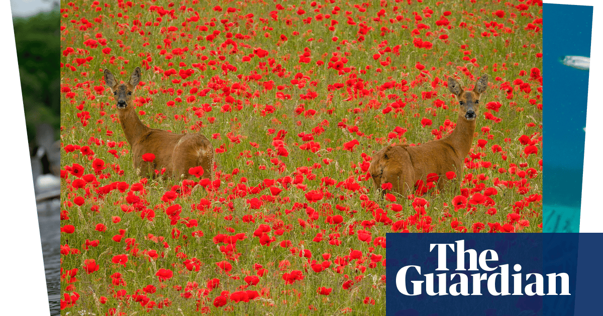 Week in wildlife: an elephant goes shopping and a tiger gets a pedicure
