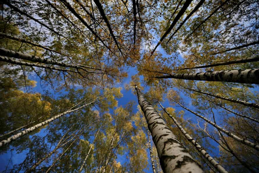 Call Of The Wild The Podcasts Taking People Back To Nature Podcasts The Guardian Call Of The Wild The Podcasts Taking People Back To Nature Podcasts The Guardian