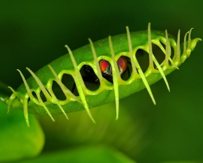 Scientists reveal surprising mechanism behind Venus flytrap’s rapid snap