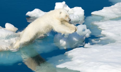 Polar bear in Arctic Norway