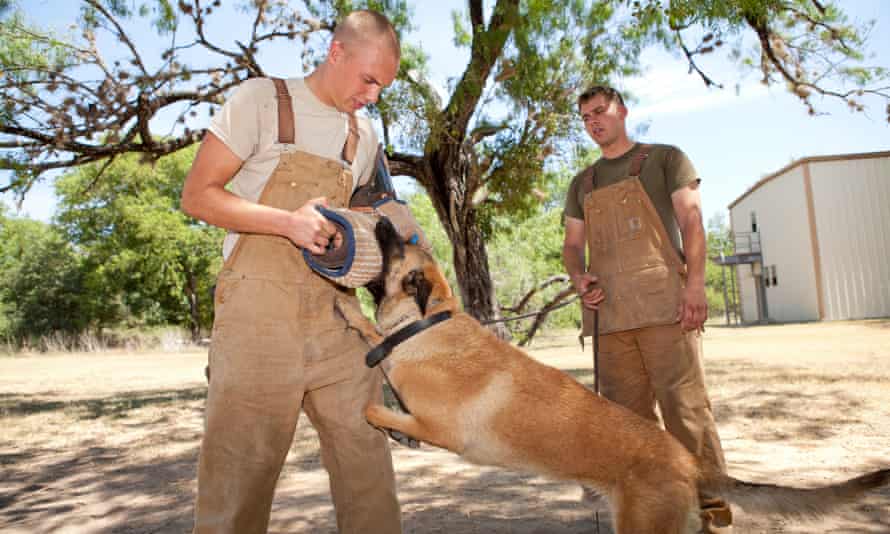 Training for a military working dog