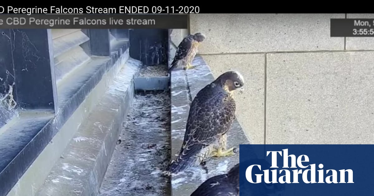 We have lift-off! Melbourne's skyscraper peregrine chicks take to the sky