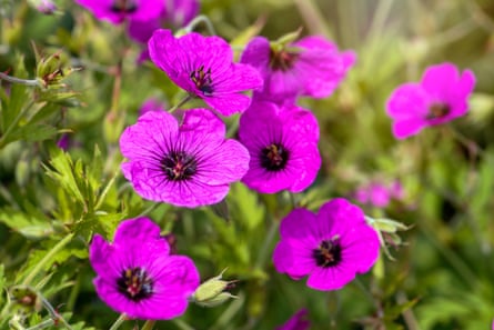 Deep pink Ann Folkard geraniums.
