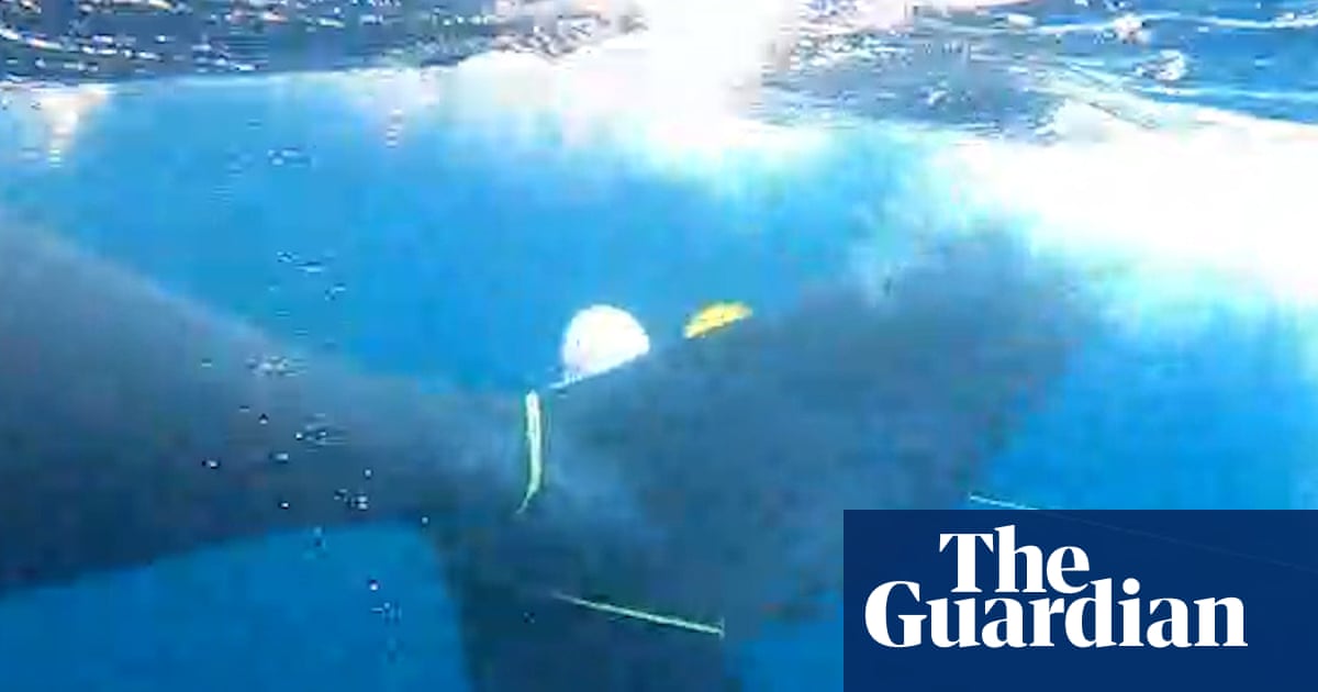 New Zealand whale freed from fishing net in ‘particularly dangerous’ multi-day operation