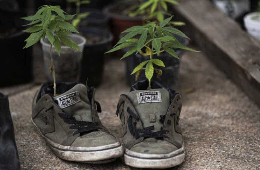 plants grown in sports shoes