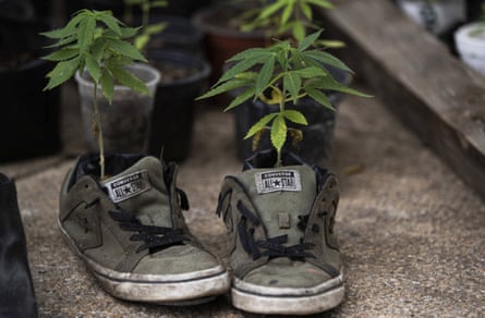 plants grown in sports shoes