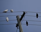 A new energy scheme gives Australians three hours of free power a day – but there could be an expensive catch