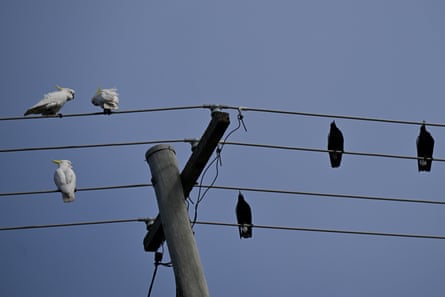 Birds perch on power lines in Canberra