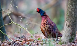 male pheasant