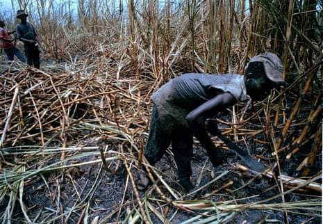 Sugar workers cut cane in the Barahono area of the Dominican Republic