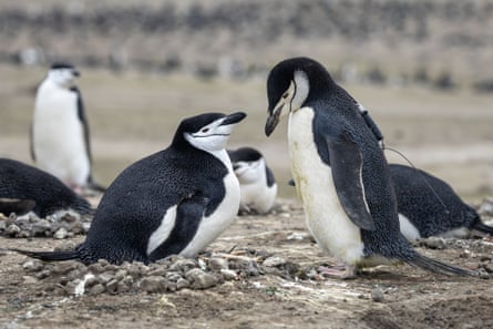 Two penguins stand together, one more upright and looking down on the other, both clearly showing the black marking under their beaks. One of the penguins appears to have a tracking device attached to its wing.