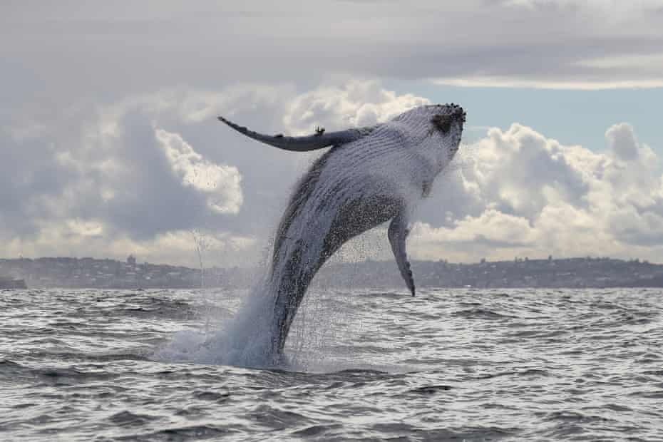 Whales sighted off the coast of Sydney, Australia