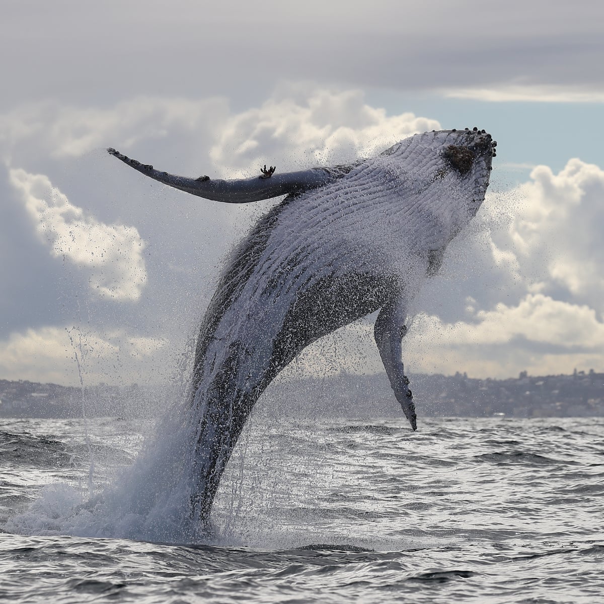 The whale sentinel: two decades of watching humpback numbers boom | Whales | The Guardian