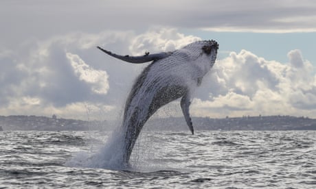 Walvissen die voor de kust van Sydney, Australië worden waargenomen