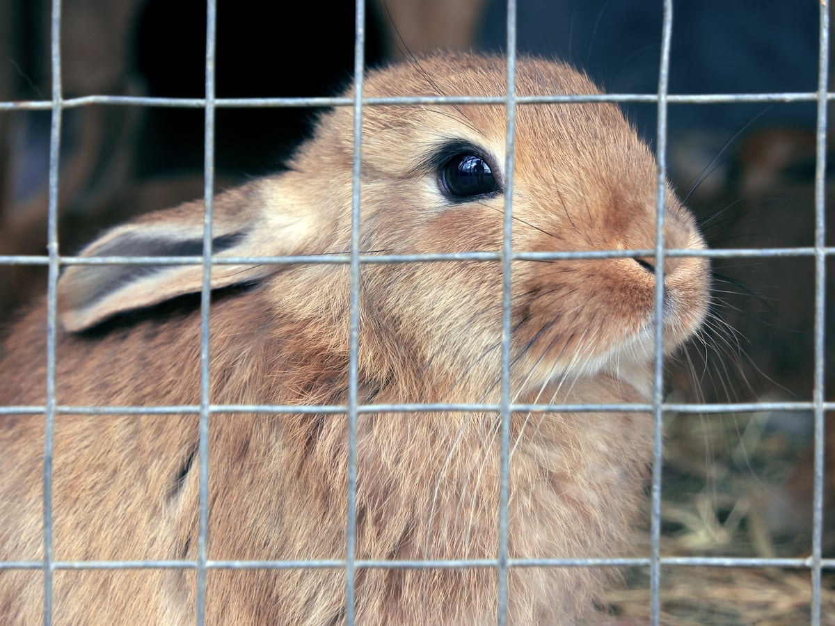 Rabbits can Jump as High as the Moon