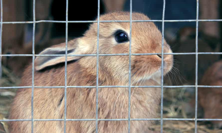 Not Cross Bunnies Can A Pet Rabbit Ever Be Happy Animal Welfare The Guardian