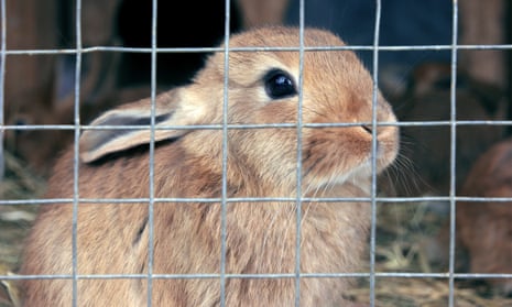Not cross bunnies: can a pet rabbit ever be happy? | Animal welfare | The  Guardian
