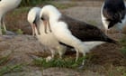 World's oldest-known wild bird lays egg in Hawaii at age 74