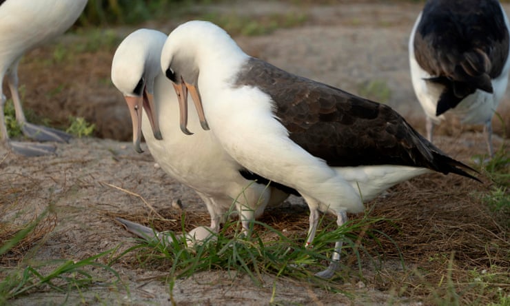 World’s oldest-known wild bird lays egg in Hawaii at age 74 World’s oldest-known wild bird lays egg in Hawaii at age 74