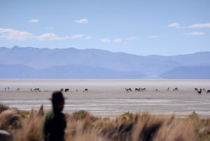 Isla de Panza, Bolivia: Valerio Rojas looks at his herd of llamas grazing in Lake Poopó, which has dried up because of water diversion and a hotter, drier climate