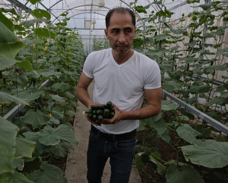 Mahmoud Jaber with produce in a greenhouse