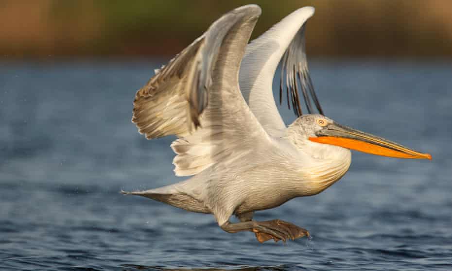 Dalmatian pelican (Pelecanus crispus)
