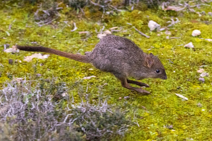 A brush-tailed bettong is released into South Australia’s Yorke Peninsula.