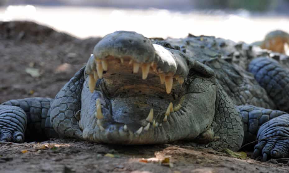 ‘I will search for the most ferocious type of crocodile,’ Indonesia’s drugs tsar was quoted as saying as he seeks reptiles to guard a special prison. 