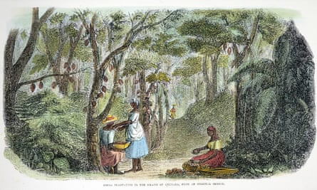 A wood engraving from 1856 depicting a cocoa plantation on Grenada.