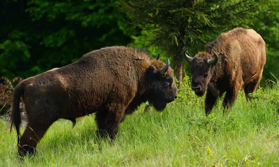 Bison in Romania