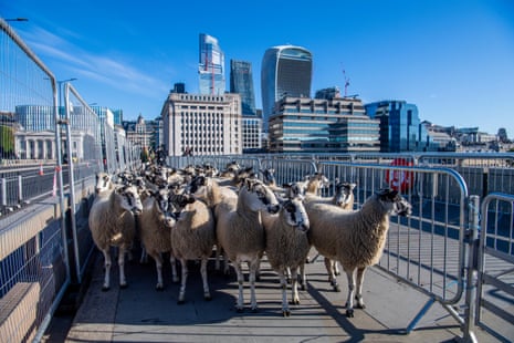 The annual London sheep drive over London Bridge. A long-established charity event, celebrating the freemen’s ancient ‘right’ to bring sheep to market over the Thames.