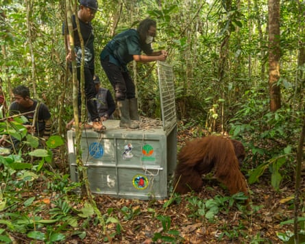An orangutan that had been found near Iskandar’s house being released in a new location.