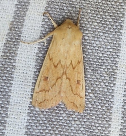 A lozenge of sunlit straw: a delicate moth.