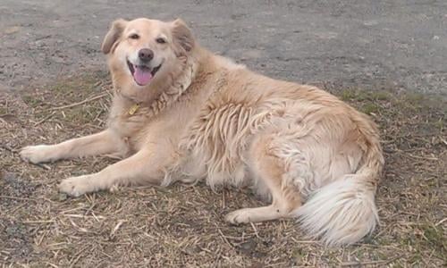 28+ The President's Brain Is Missing Background