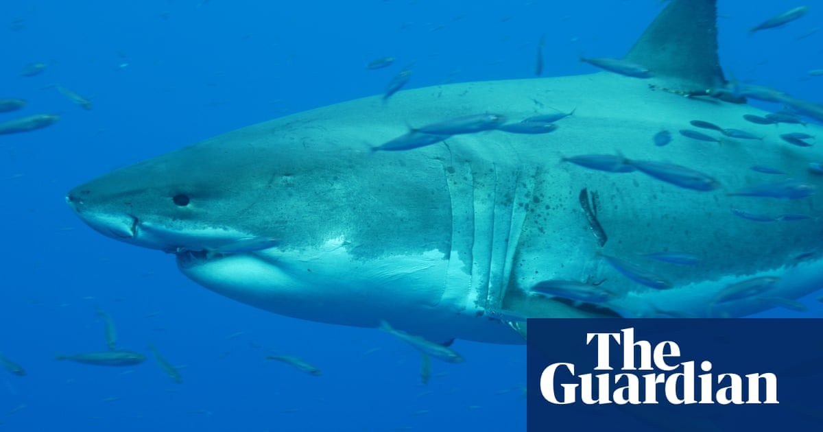 Chinese influencer who ate great white shark investigated by police