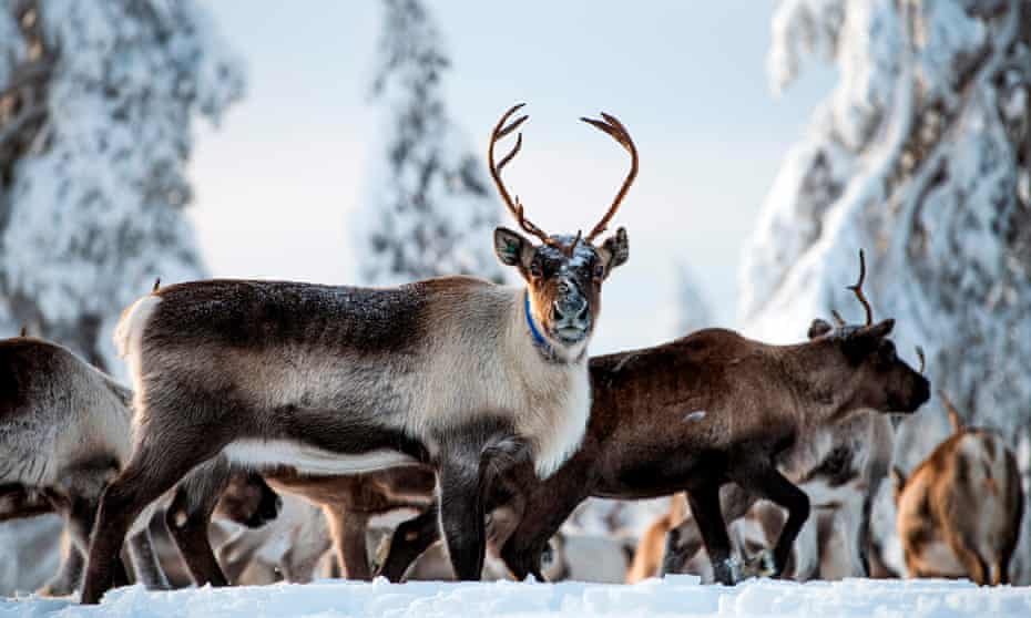 A herd of reindeer framed by snow-covered trees, with the one int he foreground looking straight at the camera