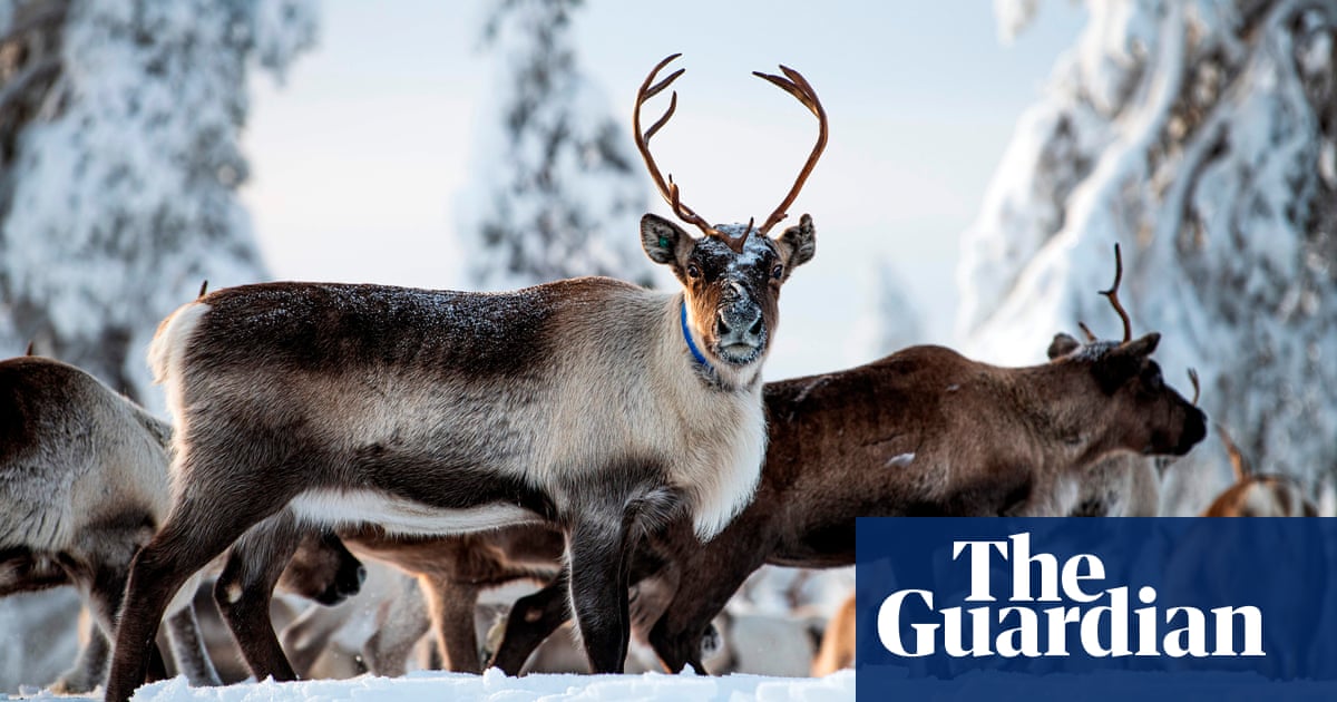 ‘This new snow has no name’: Sami reindeer herders face climate disaster
