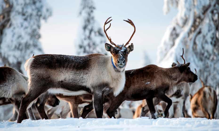 Reindeer at their winter season location near Örnsköldsvik, northern Sweden