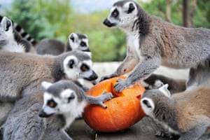 Ring-tailed lemurs eat fruit and nuts inside a special carved pumpkin at Qingdao Forest Wildlife World in Qingdao, China