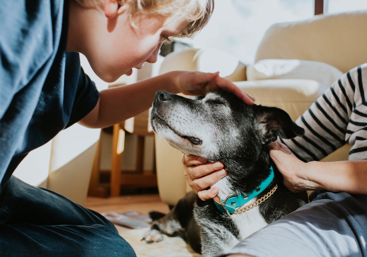 A dog enjoys being petted by a young boy