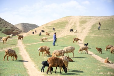 A boy stands among sheep on a dry and dusty plain