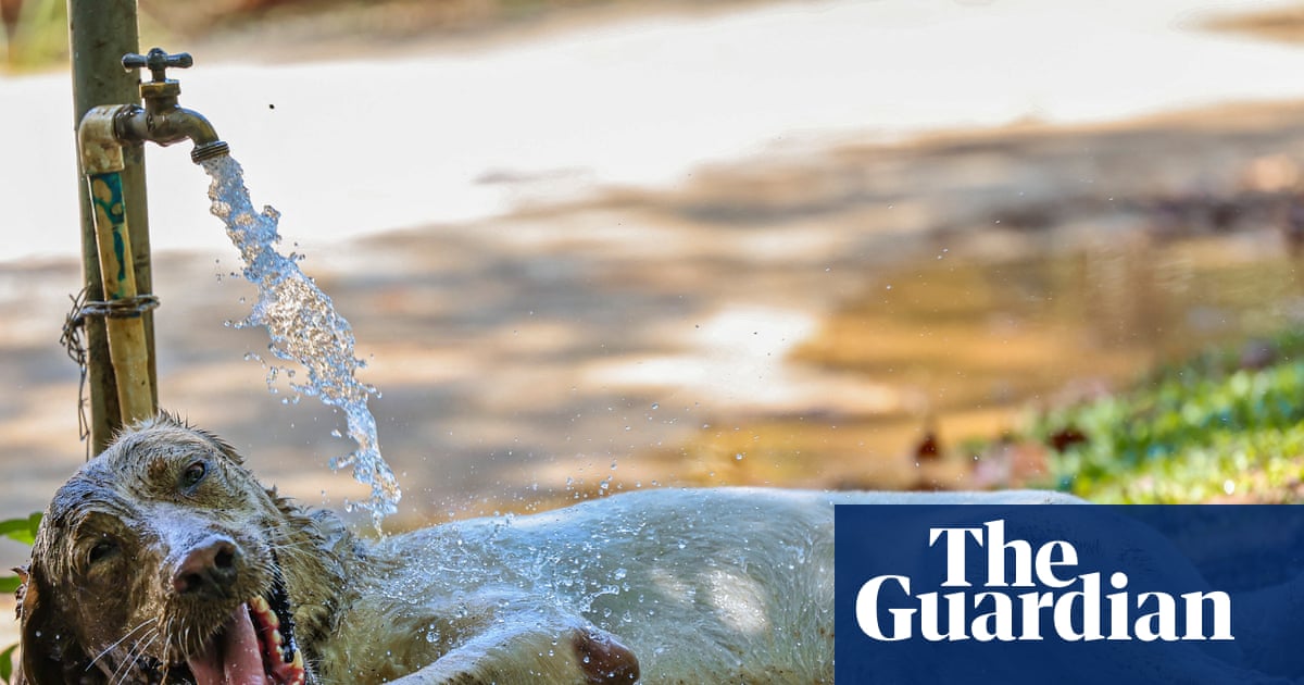 Extreme temperatures causing rise in heatstroke among pets, UK vets warn