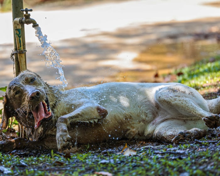 Extreme temperatures causing rise in heatstroke among pets, UK vets warn