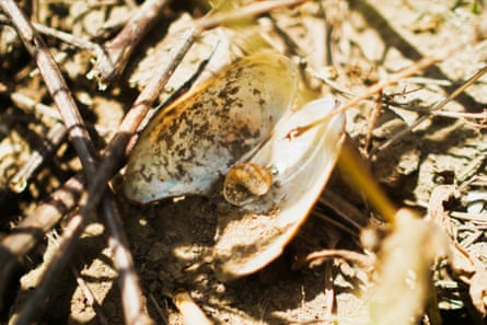 An open clam shell with a snail shell nestled within it sits on dry mud and twigs.