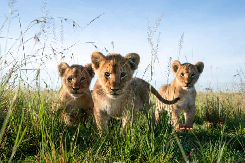 Lion cubs