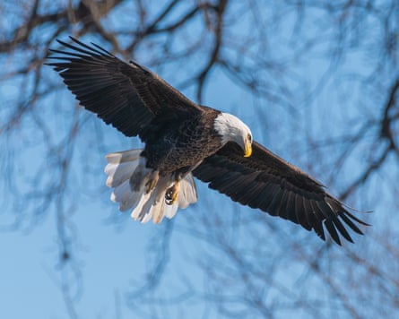 A bald eagle in Iowa.
